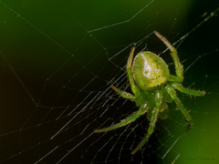 Araneus uniformis