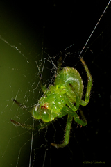 Araneus uniformis