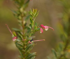 Grevillea baueri
