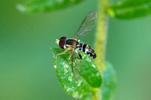 Unknown species found near Mozley Park, Atlanta, GA, USA