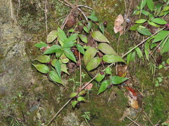 Cyclocodon lancifolius