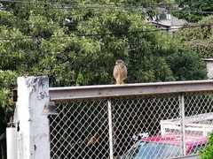 Rupornis magnirostris