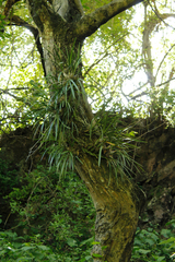 Encyclia adenocaula