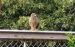 Rupornis magnirostris