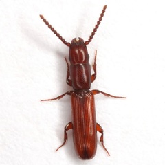 Taphroscelidia linearis