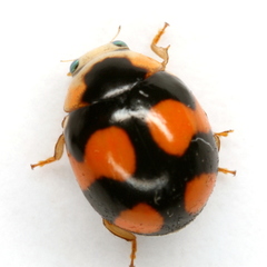 Brachiacantha decora