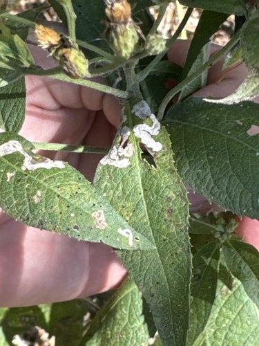 Unknown species found near The University of Kansas, Lawrence, KS, US