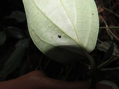 Aphthona formosana