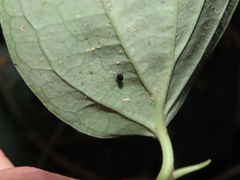 Aphthona formosana