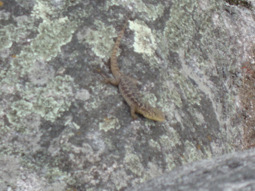 Spiny Whorltail Iguana