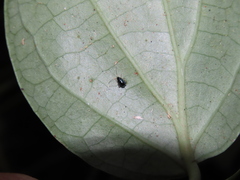 Aphthona formosana