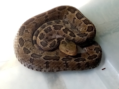 Crotalus ravus