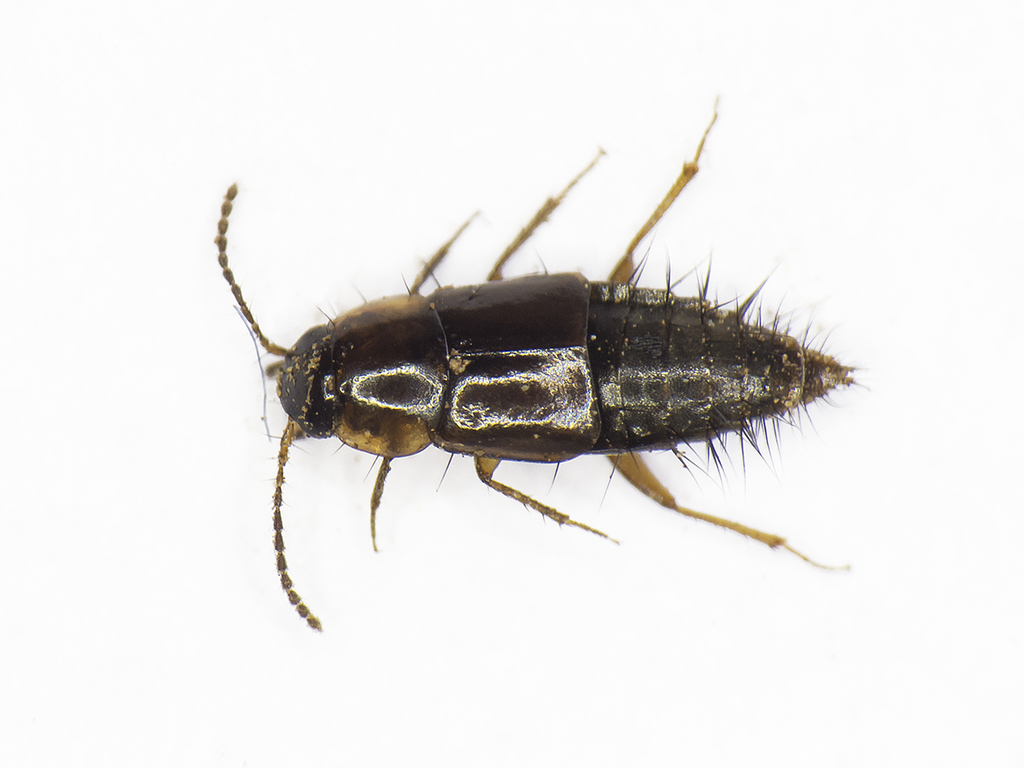 Nomimocerus
