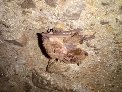 Myotis volans