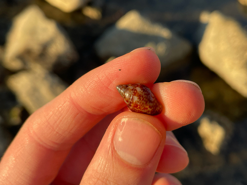 Columbella rustica