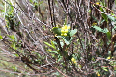 Pimelea pauciflora