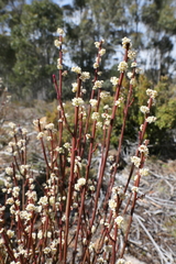 Leptomeria glomerata