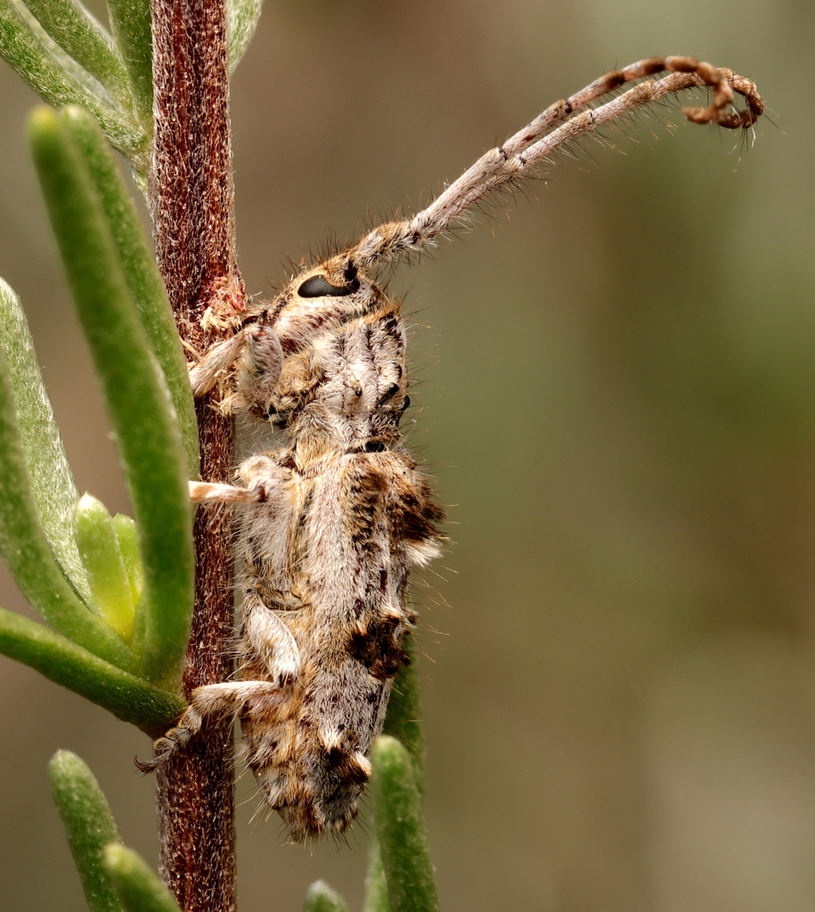 Spiky Twig Pruner