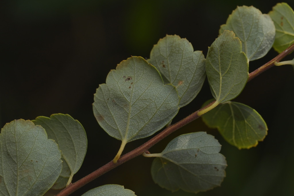 Spiraea blumei