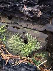 Geocalycaceae