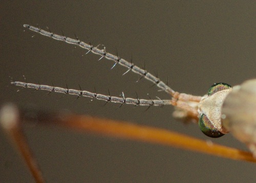 European Crane Fly, photo 3 of 10