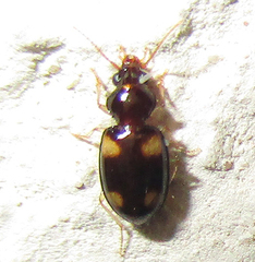 Nototachys
