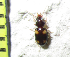 Nototachys