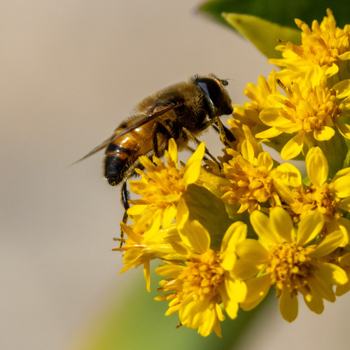 Unknown species found near Westerly, RI, USA