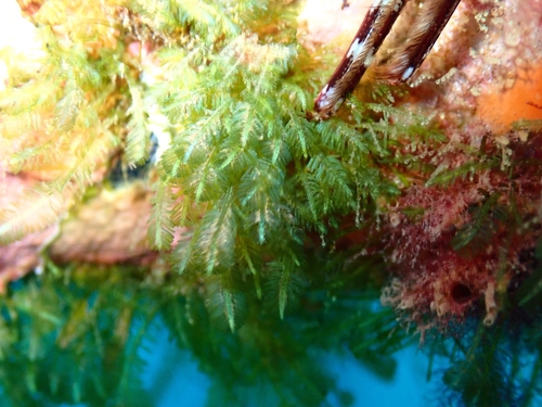 Hen Pen (Bryopsis plumosa)
