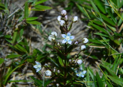Swertia macrosperma