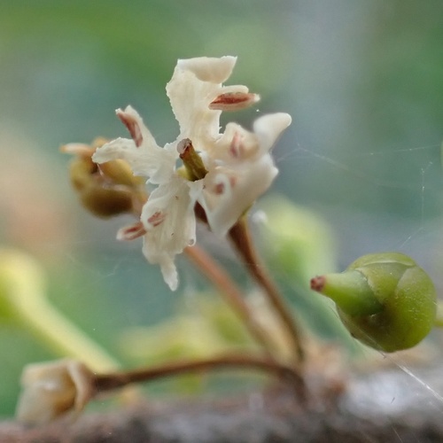 False mastic (Sideroxylon foetidissimum)