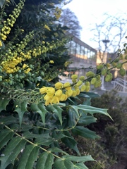 Berberis × hortensis