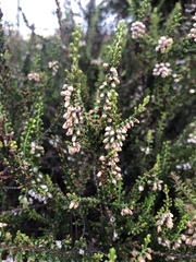 Calluna