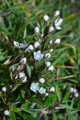 Swertia macrosperma