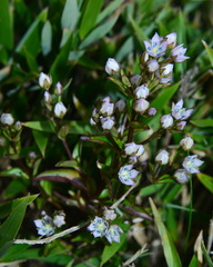 Swertia macrosperma