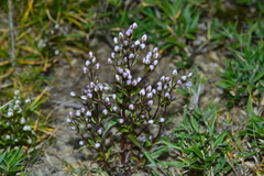 Swertia macrosperma