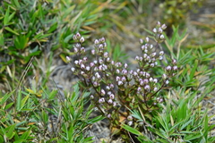 Swertia macrosperma