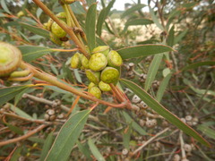 Eucalyptus diversifolia
