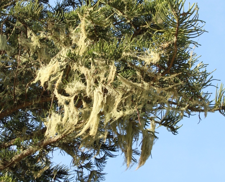 Ramalinaceae image