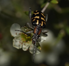 Mecynodera coxalgica