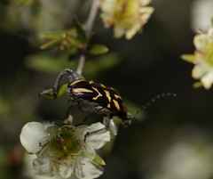 Mecynodera coxalgica