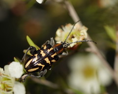 Mecynodera coxalgica
