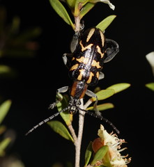 Mecynodera coxalgica