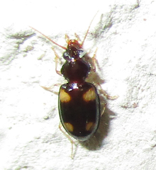 Nototachys