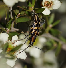 Mecynodera coxalgica