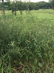 Cyperus sexangularis