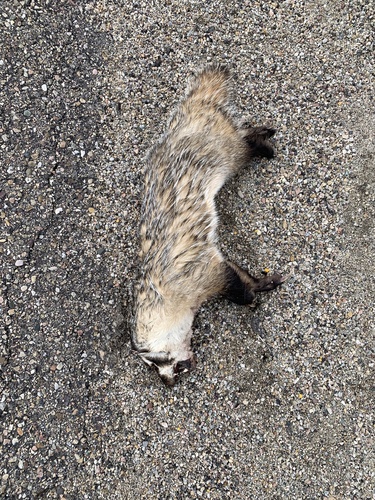 American Badger