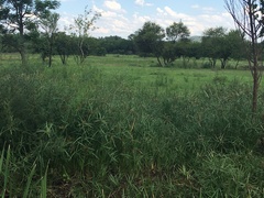 Cyperus sexangularis