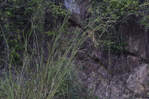 Themeda caudata iNat (3)