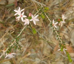 Calytrix alpestris